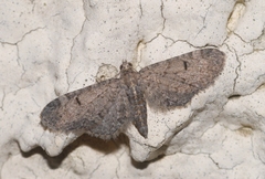 Eupithecia ultimaria