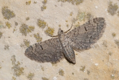 Eupithecia ultimaria