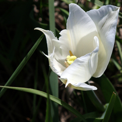 Tulipa