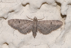 Eupithecia ultimaria