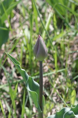 Tulipa
