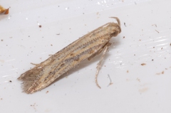 Metzneria paucipunctella