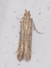 Metzneria paucipunctella