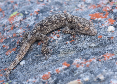 Swartberg African Leaf-Toed Gecko, Ramigekko swartbergensis
