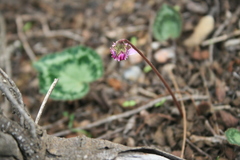 Cyclamen graecum graecum