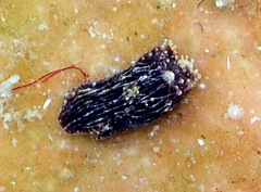 Aglajidae