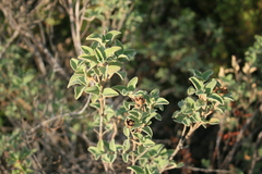 Cistus parviflorus