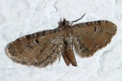 Eupithecia assimilata