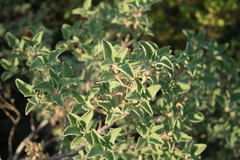 Cistus parviflorus