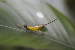 Chromolampis ornatipes