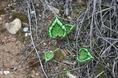 Cyclamen graecum graecum