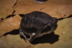 Breviceps mossambicus