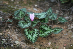 Cyclamen graecum graecum
