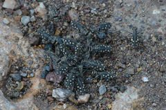 Cicindela carthagena