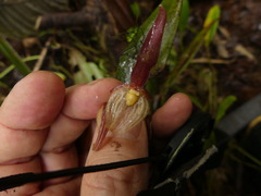 Pleurothallis ruberrima
