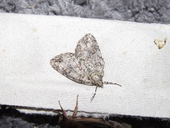 Pseudocoremia suavis