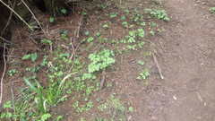 Heracleum sphondylium sphondylium