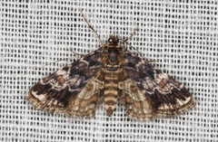 Elophila responsalis