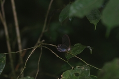 Cithaerias andromeda