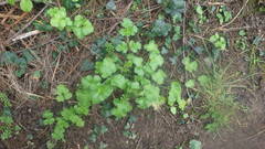Heracleum sphondylium sphondylium