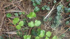 Heracleum sphondylium sphondylium