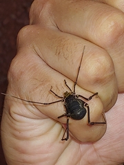 Geraeocormobius sylvarum