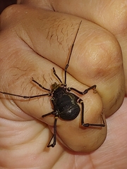Geraeocormobius sylvarum