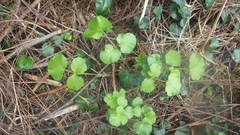 Heracleum sphondylium sphondylium