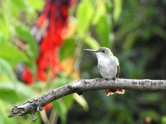 Elliotomyia viridicauda