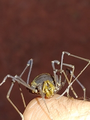 Geraeocormobius sylvarum