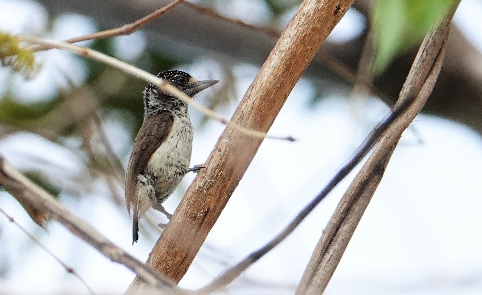 White-bellied Piculet (Picumnus spilogaster), photo 4