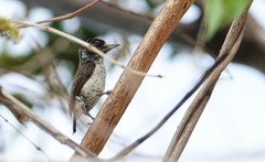 Picumnus spilogaster