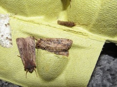 Ichneutica morosa