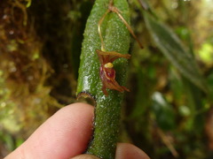 Pleurothallis macra