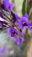 Hardenbergia