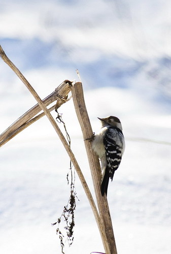Lesser Spotted Woodpecker