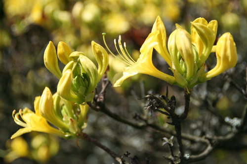 Yellow Azalea
