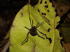 Geraeocormobius sylvarum