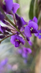 Hardenbergia