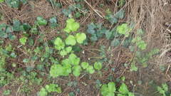 Heracleum sphondylium sphondylium