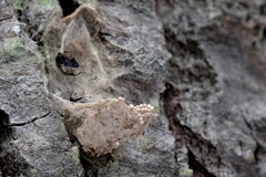 Lymantria dispar dispar