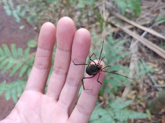 Geraeocormobius sylvarum