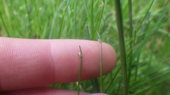Isolepis setacea