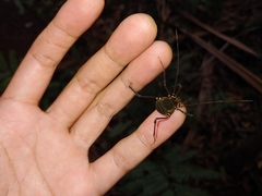 Geraeocormobius sylvarum