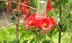 Elliotomyia viridicauda