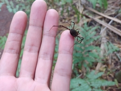 Geraeocormobius sylvarum