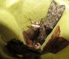 Proteuxoa tetronycha