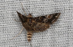 Elophila responsalis
