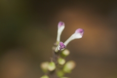 Scutellaria leucantha