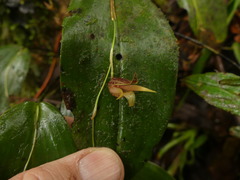 Pleurothallis bicruris